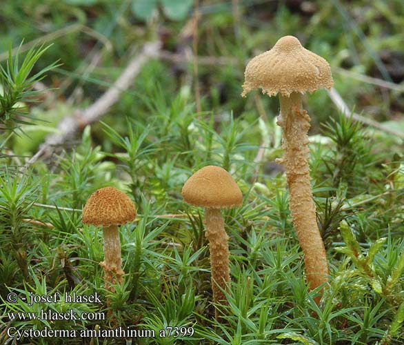 Cystoderma amianthinum Earthy Powdercap Okkergul grynhat Keltaryhäkäs Cystoderme amianthe Okergele korrelhoed Sárga őzlábgomba Amiant-Körnchenschirmling Ziarnówka mieniąca Zrnivka okrová Zrnivka osinková Ockragul grynskivling Lepiota amianthina Okergul grynhatt シワカラカサタケ Цистодерма остистая амиантовая Rjava zrnovka