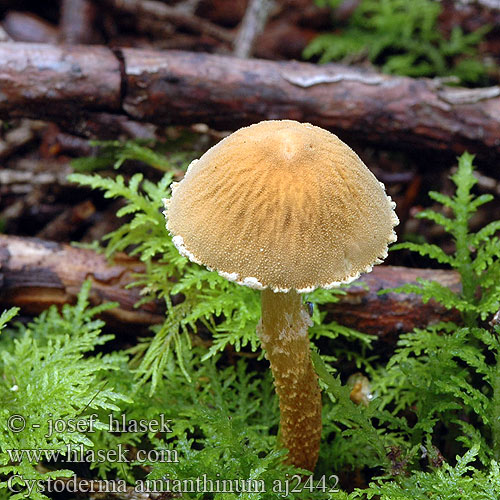 Cystoderma amianthinum Cystoderme amianthe Okergele korrelhoed Sárga őzlábgomba Amiant-Körnchenschirmling Ziarnówka mieniąca Zrnivka okrová Zrnivka osinková Ockragul grynskivling Lepiota amianthina Okergul grynhatt シワカラカサタケ Цистодерма остистая амиантовая Rjava zrnovka Earthy Powdercap Okkergul grynhat Keltaryhäkäs