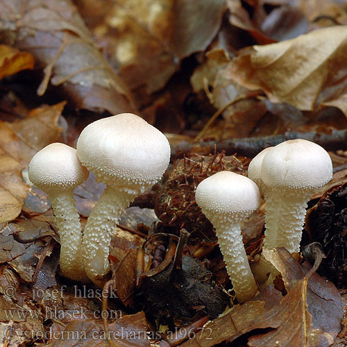 Cystoderma carcharias Zrnivka žraločí Zrnivka páchnuca Pearly Powdercap Vleeskleurige korrelhoed Starkriechender Körnchenschirmling Цистодерма шелушистая Blekrød grynhatt Rødgrå grynhat Kalvasryhäkäs Cystoderme dentelé Ziarnówka blada Rödgrå grynskivling Gorska zrnovka