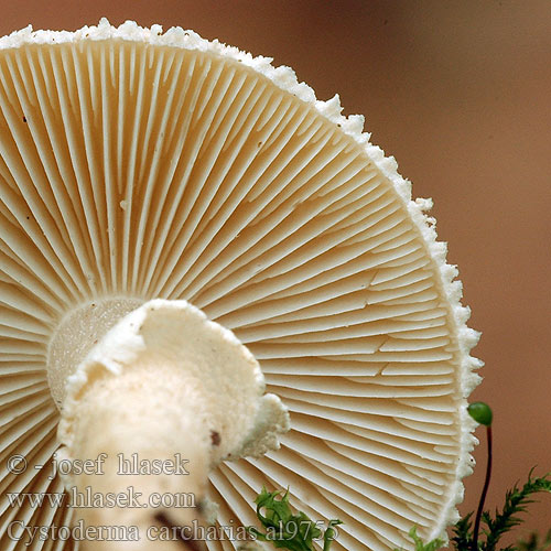 Ziarnówka blada Rödgrå grynskivling Gorska zrnovka Cystoderma carcharias Zrnivka žraločí Zrnivka páchnuca Pearly Powdercap Vleeskleurige korrelhoed Starkriechender Körnchenschirmling Цистодерма шелушистая Blekrød grynhatt Rødgrå grynhat Kalvasryhäkäs Cystoderme dentelé