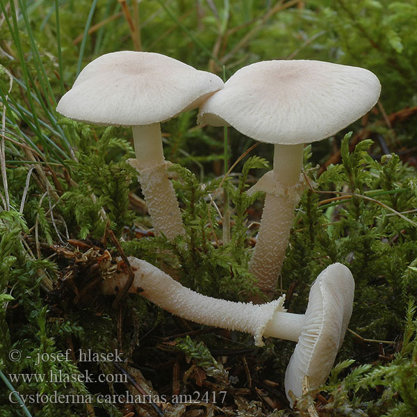 Pearly Powdercap Vleeskleurige korrelhoed Starkriechender Körnchenschirmling Цистодерма шелушистая Blekrød grynhatt Rødgrå grynhat Kalvasryhäkäs Cystoderme dentelé Ziarnówka blada Rödgrå grynskivling Gorska zrnovka Zrnivka žraločí Cystoderma carcharias Zrnivka páchnuca