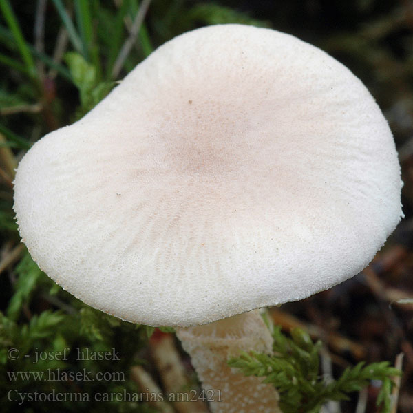 Cystoderma carcharias am2421