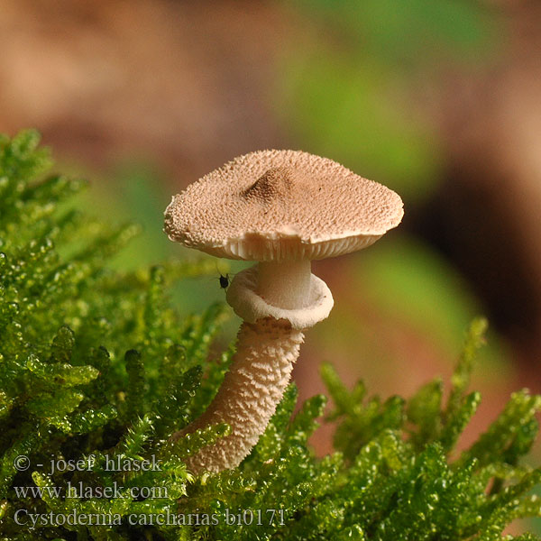 Cystoderma carcharias bi0171