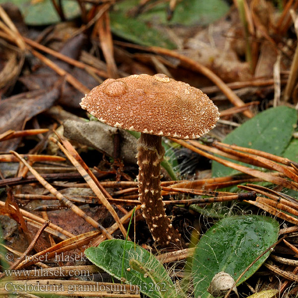 Cystoderma granulosum Zrnivka obecná Rostroter Körnchenschirmling Bruine korrelhoed Ziarnówka gruzełkowata Zrnivka obyčajná Bruine korrelhoed Rostbrun grynskivling Ruosteryhäkäs Cystoderme granuleux Rødbrun grynhatt Цистодерма зернистая