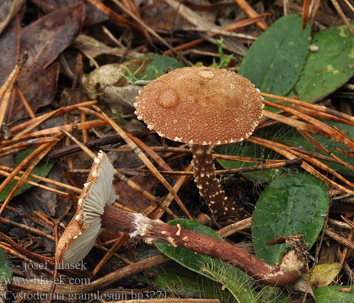 Cystoderma granulosum bp3271