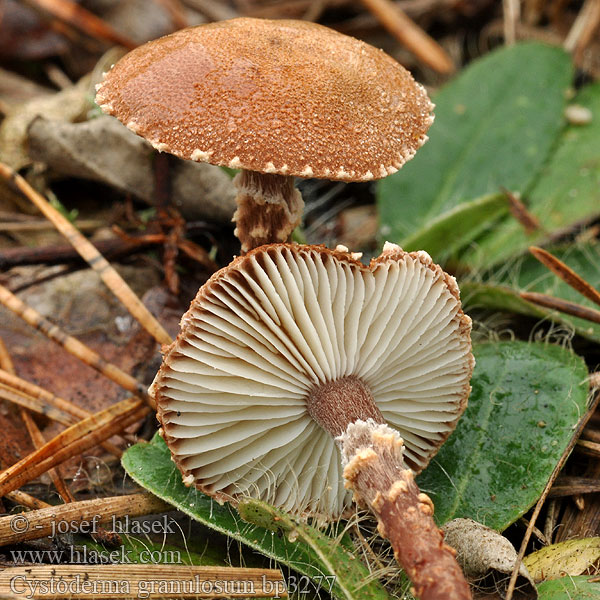 Cystoderma granulosum bp3277