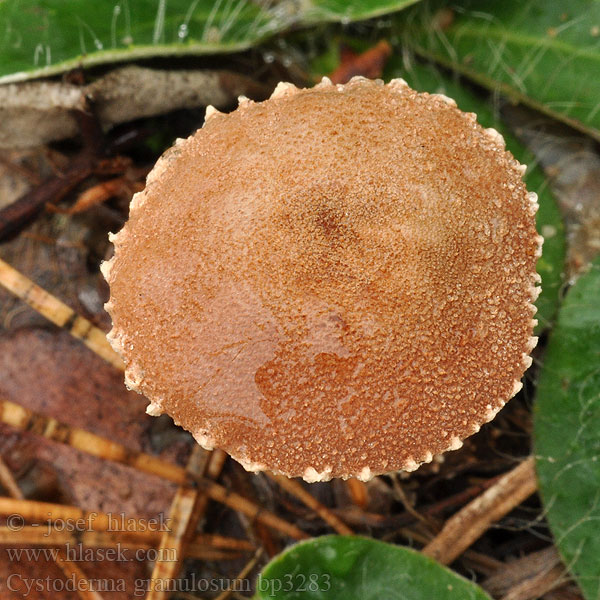 Cystoderme granuleux Rødbrun grynhatt Цистодерма зернистая