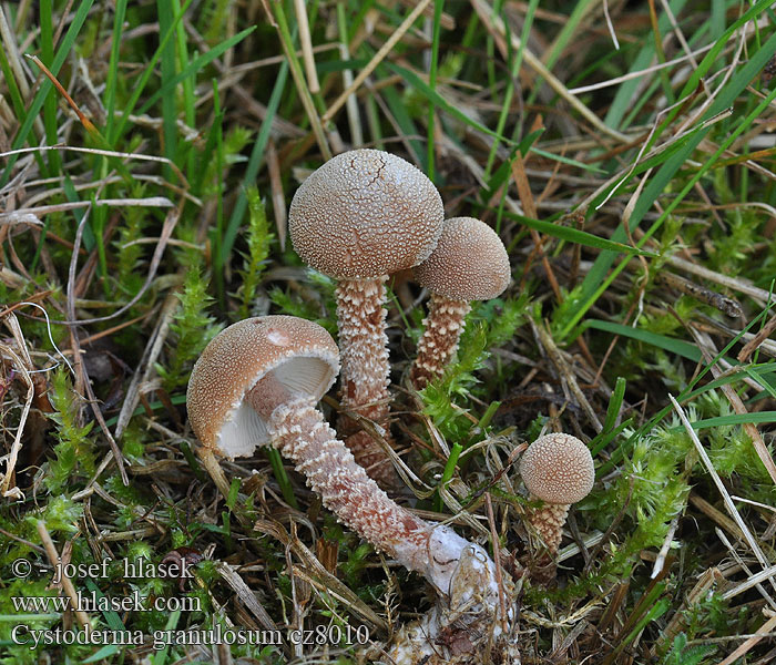 Cystoderma granulosum Bruine korrelhoed Rostbrun grynskivling