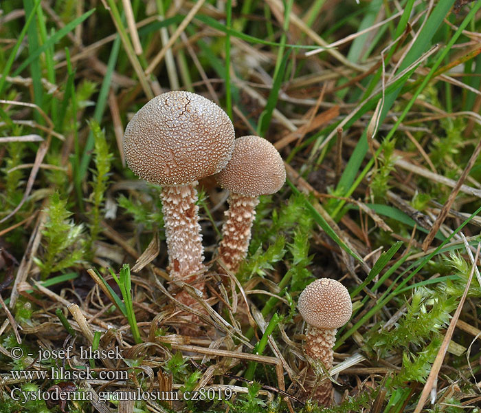 Cystoderma granulosum Ruosteryhäkäs Cystoderme granuleux