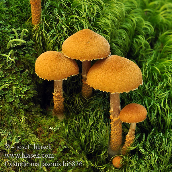 Cystoderma jasonis bi6836