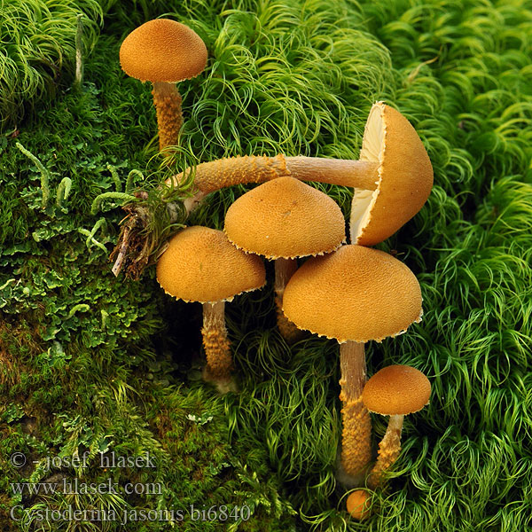 Cystoderma jasonis bi6840