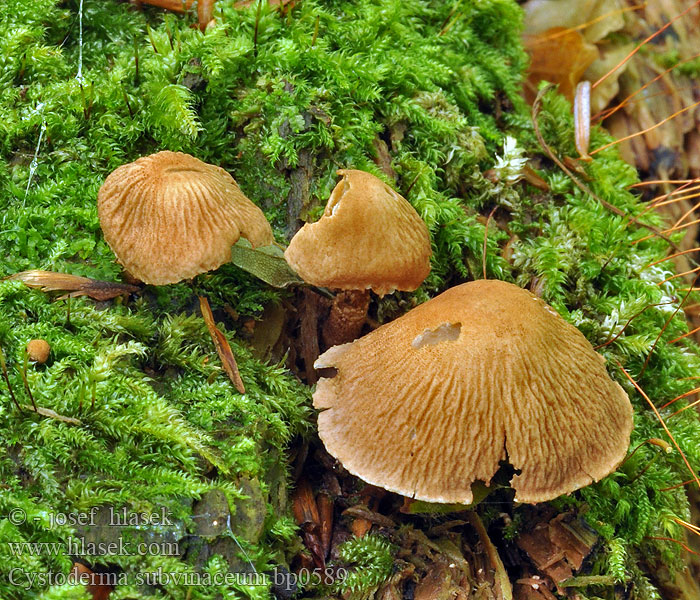 Cystoderma subvinaceum Purpurbrauner Körnchenschirmling 