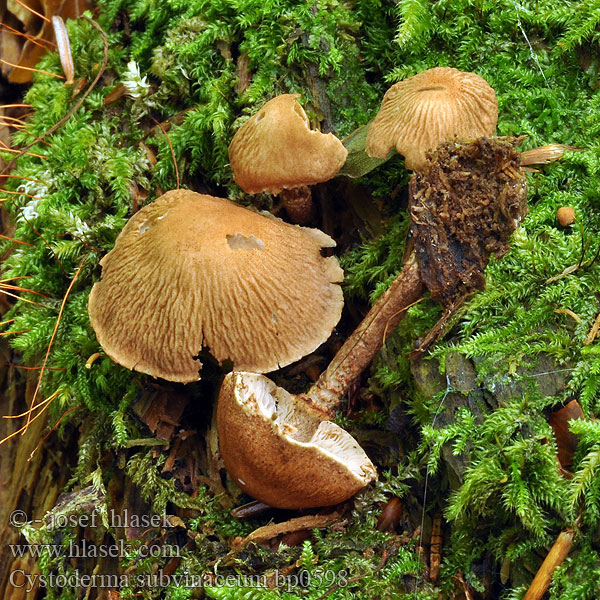 Cystoderma subvinaceum Purpurbrauner Körnchenschirmling 