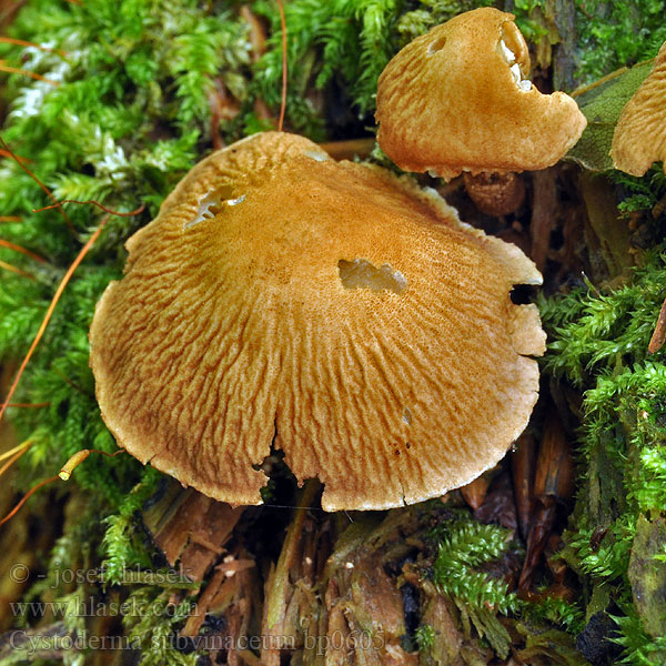 Cystoderma subvinaceum bp0605