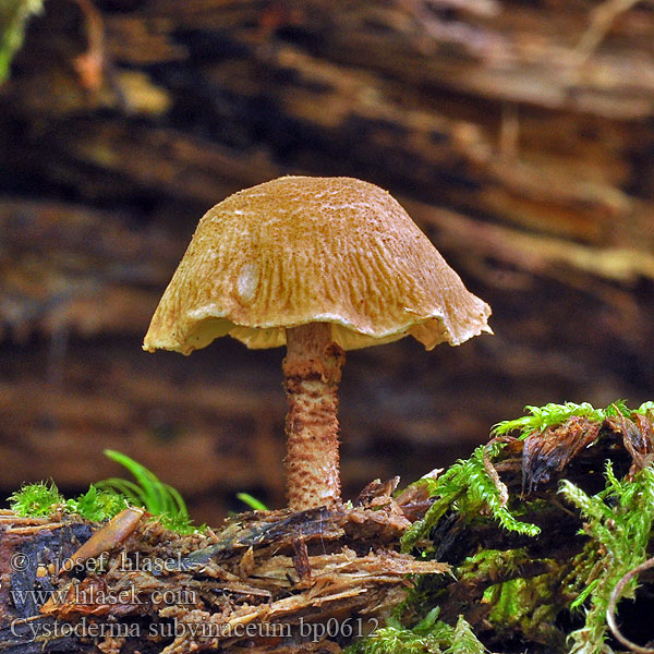 Cystoderma subvinaceum bp0612