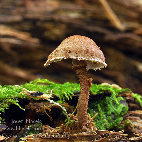 Cystoderma subvinaceum Purpurbrauner Körnchenschirmling Cystoderme vineux