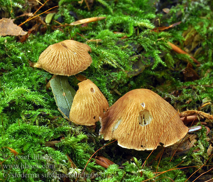 Cystoderma subvinaceum Cystoderme vineux