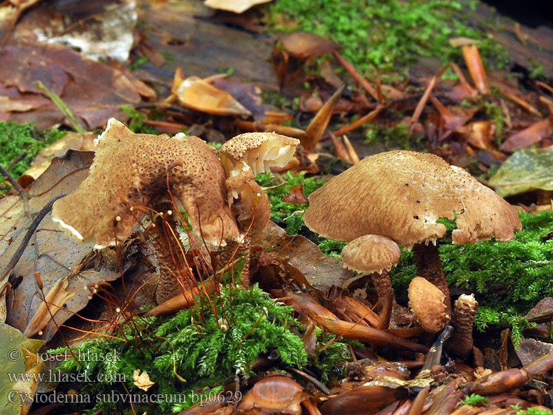 Cystoderma subvinaceum Cystoderme vineux