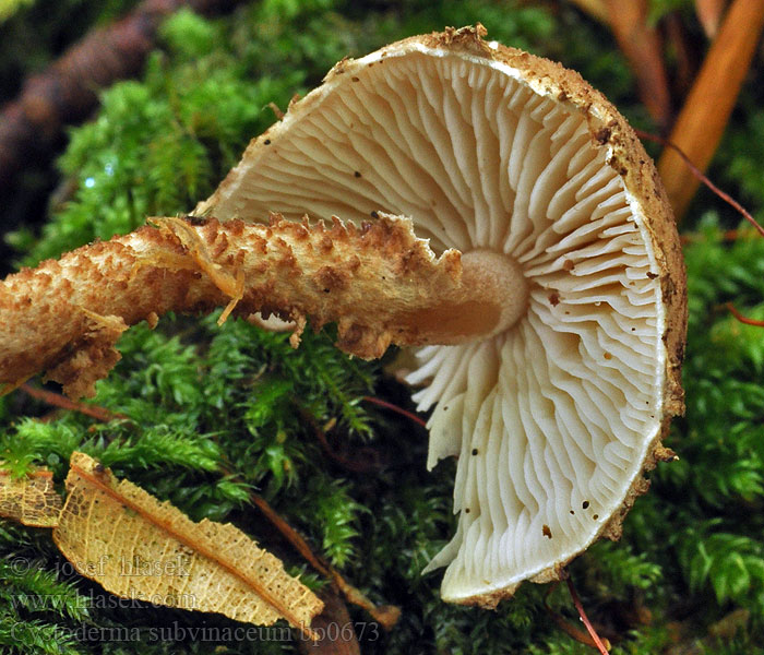 Cystoderma subvinaceum bp0673