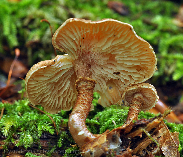 Cystoderma subvinaceum bp0676