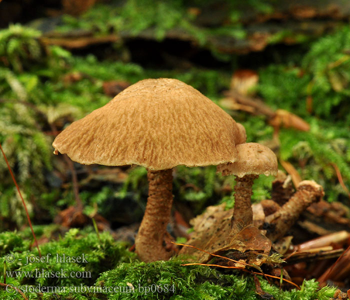 Cystoderma subvinaceum bp0684