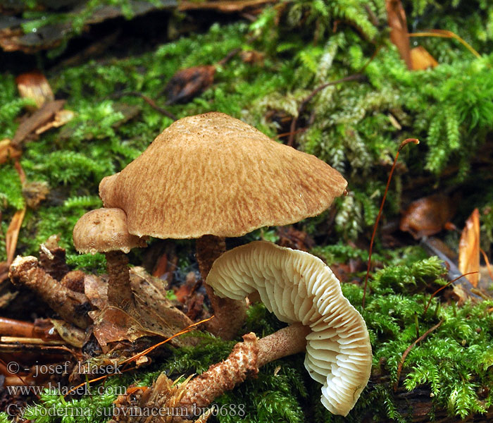 Cystoderma subvinaceum Purpurbrauner Körnchenschirmling Cystoderme vineux