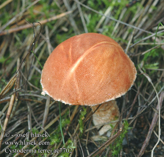 Cystoderma terrei Cinnober-grynhat Zinnoberbrauner Körnchenschirmling Rode korrelhoed Cinnabar Powder-cap Цистодерма земляная Cinnoberröd grynskivling Harmaja Punaryhäkäs Zrnivka rumělková Cinóbervörös őzlábgomba Ziarnóweczka cynobrowa Cinobrasta zrnovka