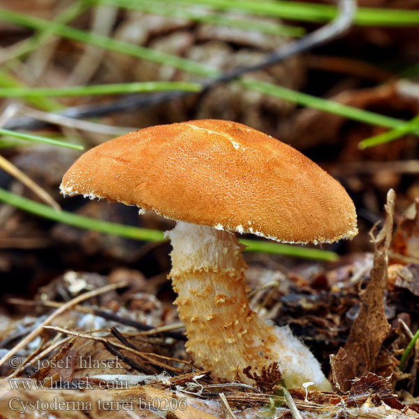 Цистодерма земляная Ziarnóweczka cynobrowa Cinobrasta zrnovka Cinnober-grynhat Zinnoberbrauner Körnchenschirmling Rode korrelhoed Cinnabar Powder-cap Cinnoberröd grynskivling Harmaja Punaryhäkäs Cystoderma terrei Zrnivka rumělková Cinóbervörös őzlábgomba