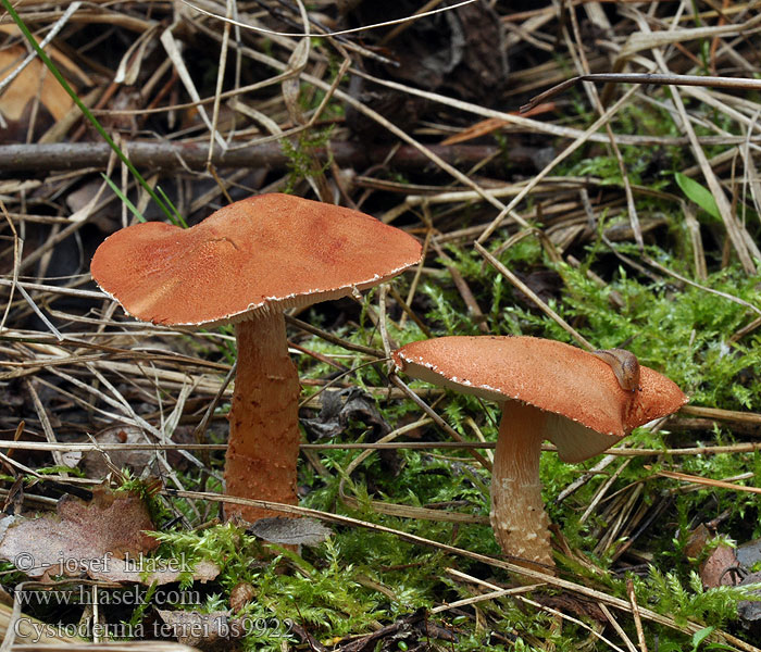 Cystoderma terrei Zinnoberbrauner Körnchenschirmling