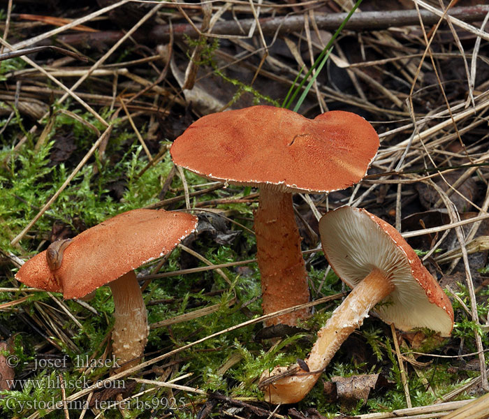 Cystoderma terrei Zrnivka rumělková