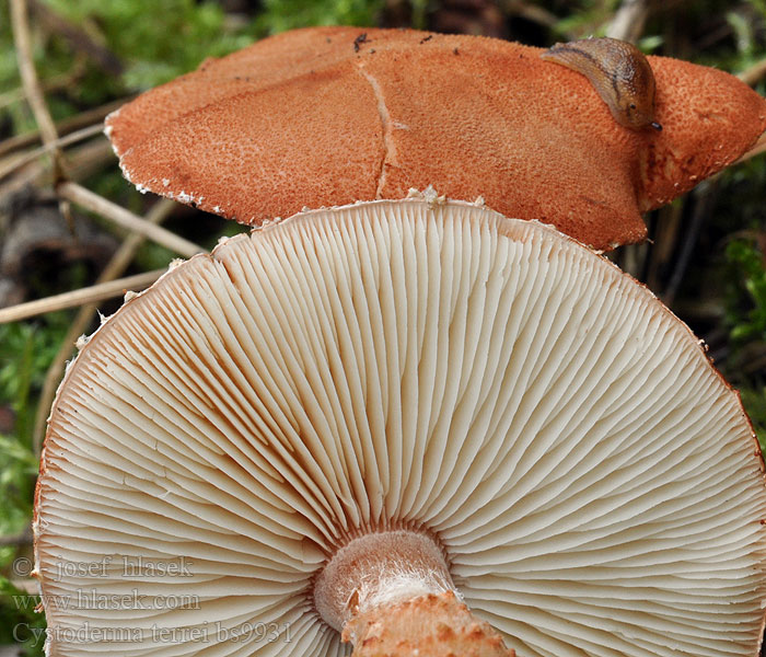 Cystoderma_terrei_bs9931