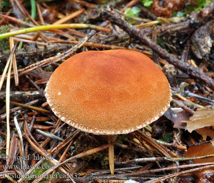 Zinnoberbrauner Körnchenschirmling Cystoderma terrei