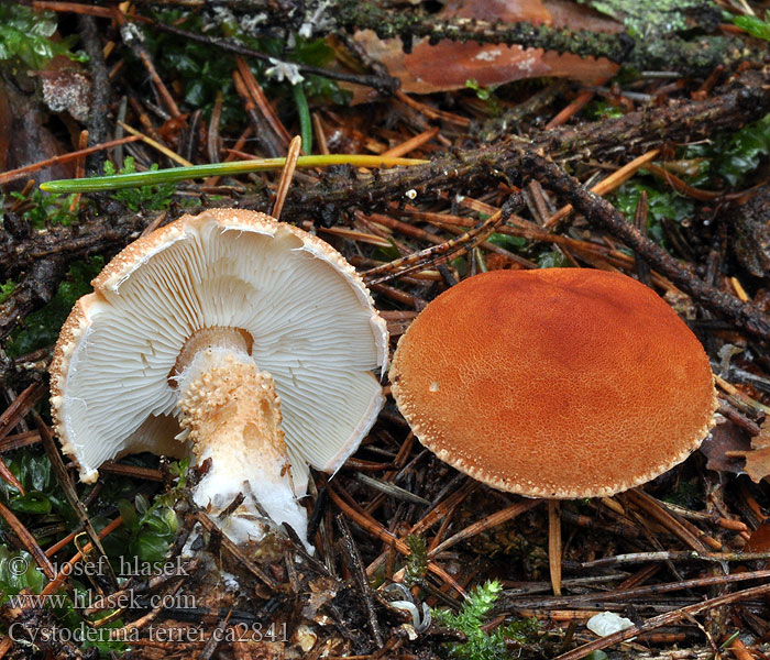 Rode korrelhoed Cystoderma terrei