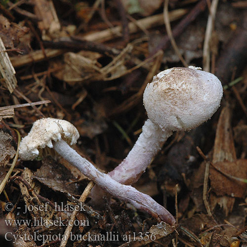 Cystolepiota bucknallii aj1356