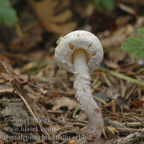 Cystolepiota bucknallii aj1362