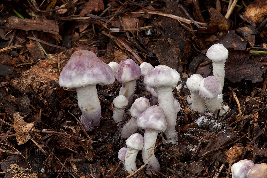 Czubniczka cuchnąca Cystolepiota bucknallii