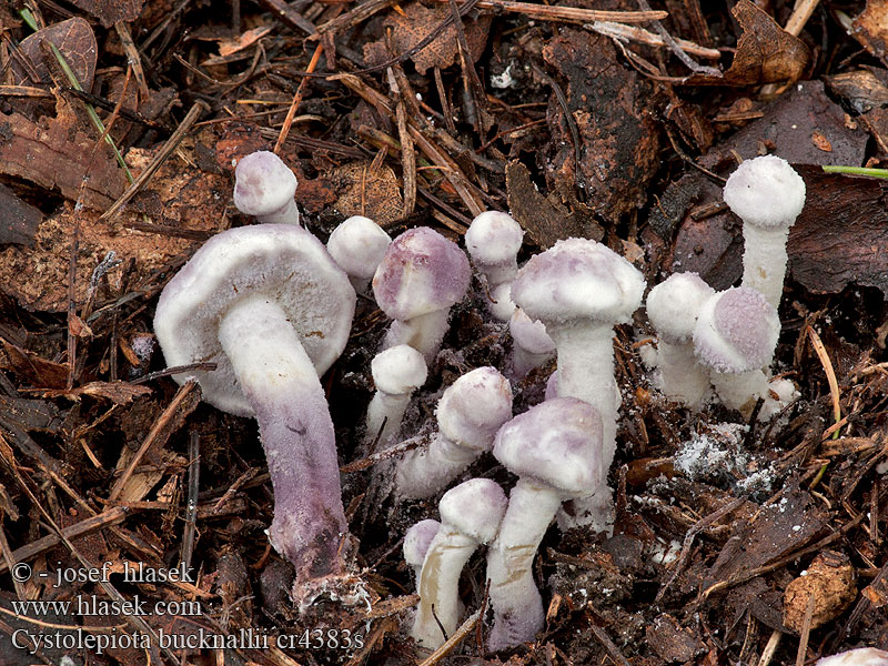 Bedlička fialová Cystolepiota bucknallii