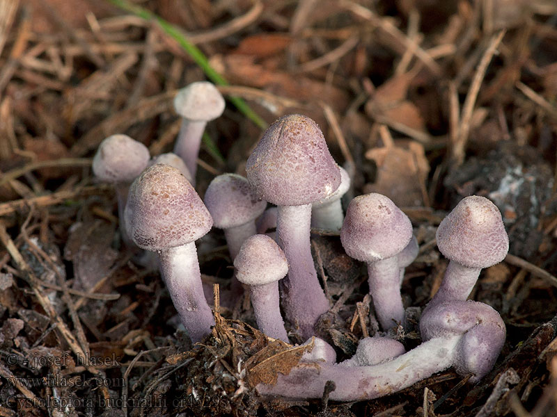 Bedla Bucknallova Cystolepiota bucknallii