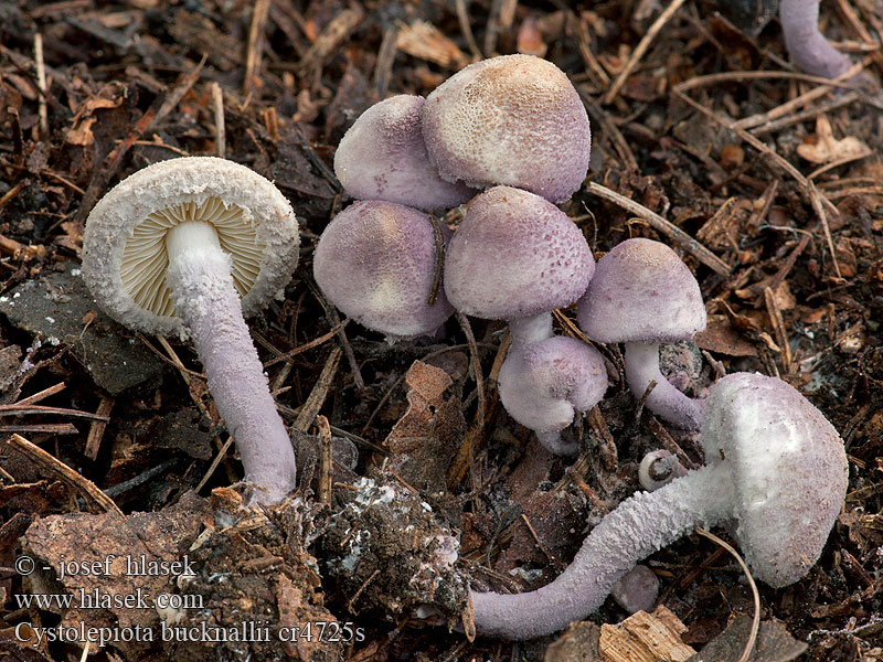 Violetstelige poederparasol Cystolepiota bucknallii