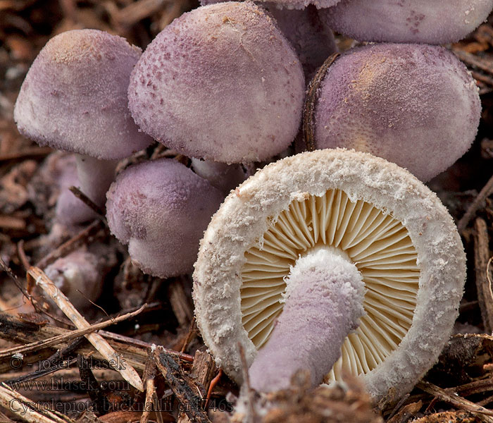 Lilac Dapperling Cystolepiota bucknallii