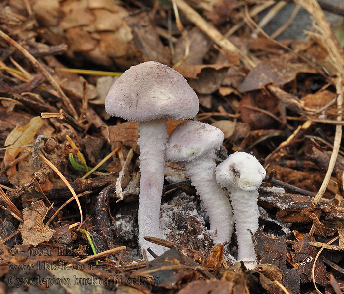 Violetstokket parasolhat Cystolepiota bucknallii