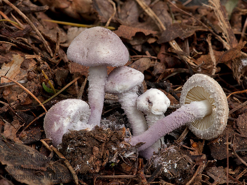 Lépiote soufrée Cystolepiota bucknallii