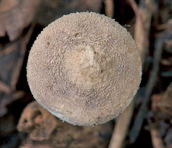 Lépiote soufrée Cystolepiota bucknallii