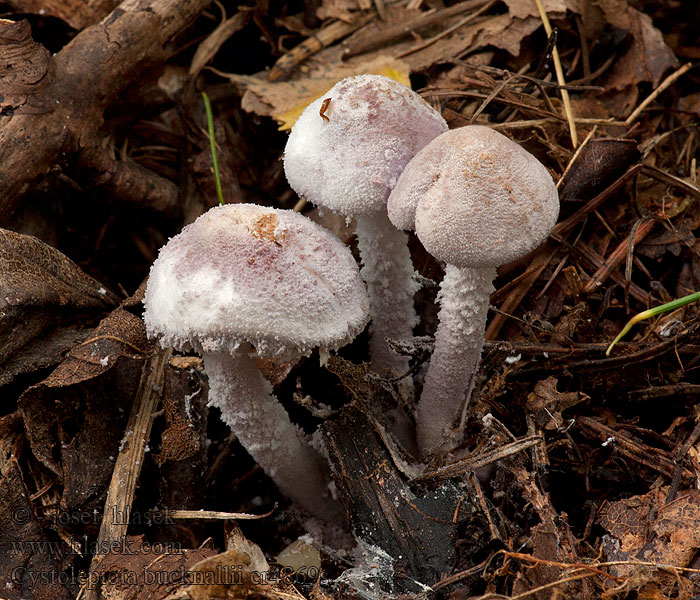 Cystolepiota bucknallii