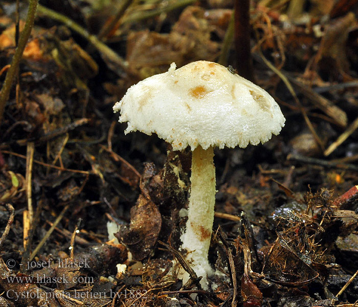 Cystolepiota hetieri Bedla Hetierova Rotfleckender Mehlschirmling