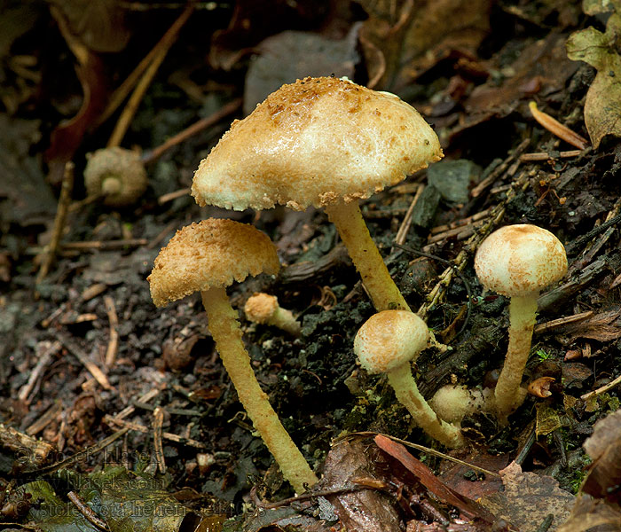 Bedla Hetierova Cystolepiota hetieri