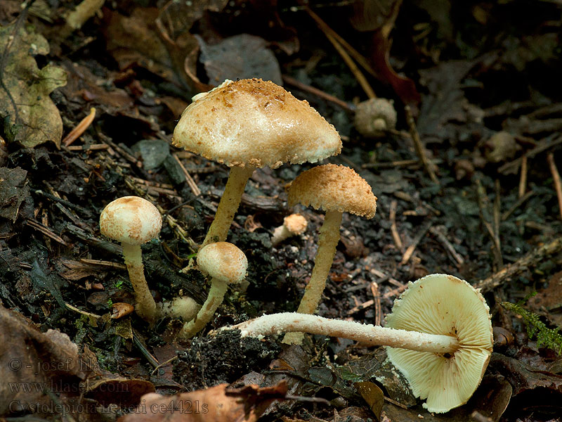 Rotfleckender Mehlschirmling Cystolepiota hetieri