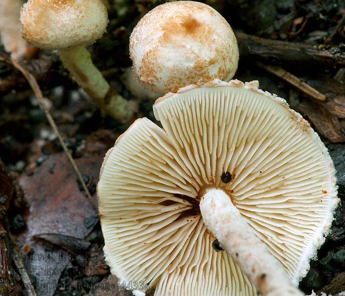 Lépiote Hétier Cystolepiota hetieri