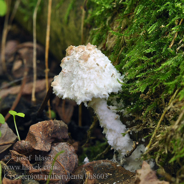 Cystolepiota pulverulenta bh8603