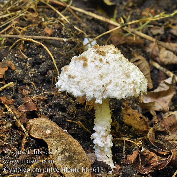 Bedla poprášená Bräunender Mehlschirmling Bedlica pomúčená Kegelpoederparasol Czubniczka oprószona Cystolepiota pulverulenta Lepiota Pulverolepiota